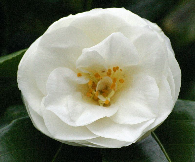 Camelia white KIl 